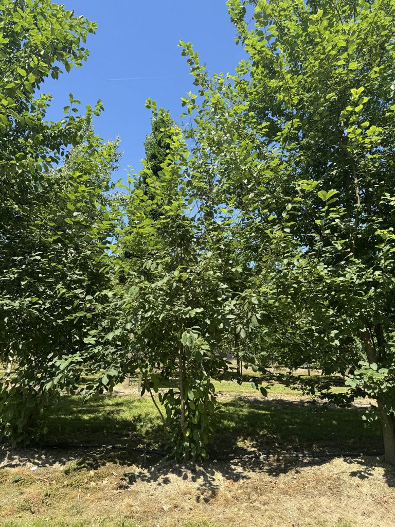 Prunus padus