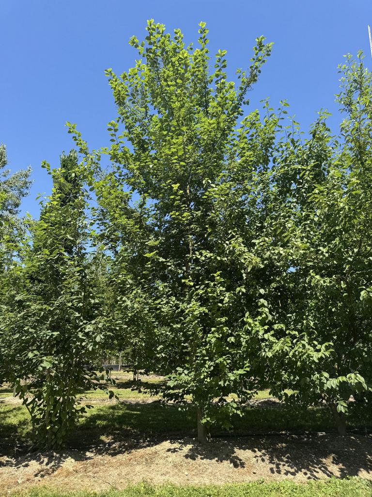 Prunus padus