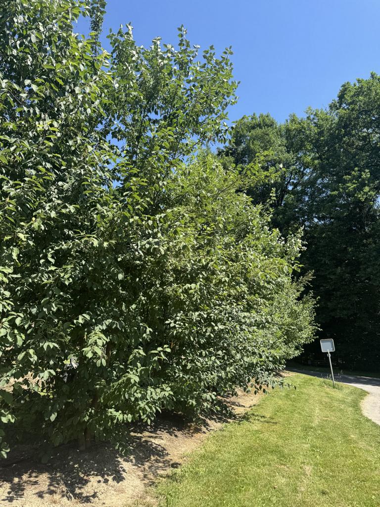 Prunus padus
