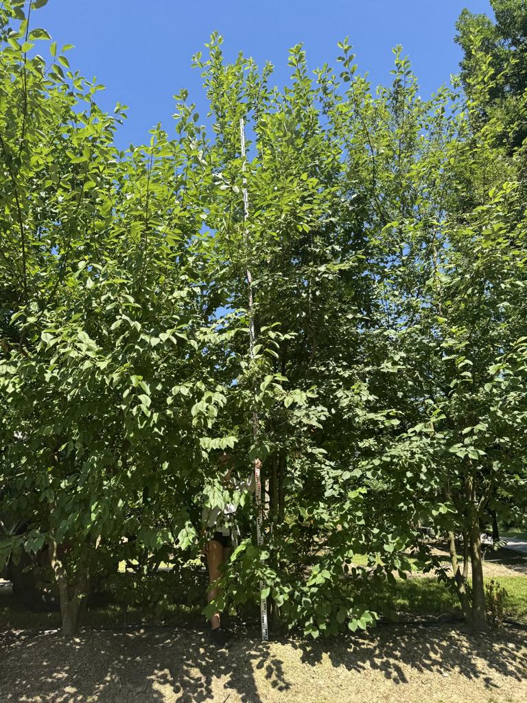 Prunus padus