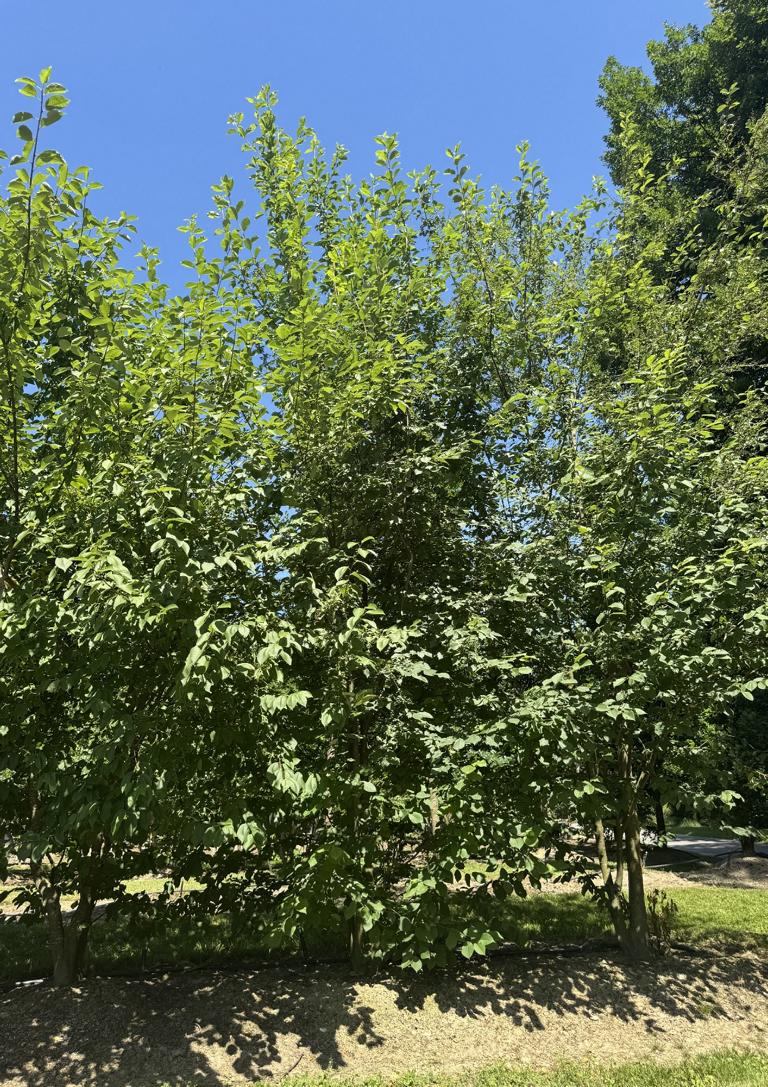 Prunus padus