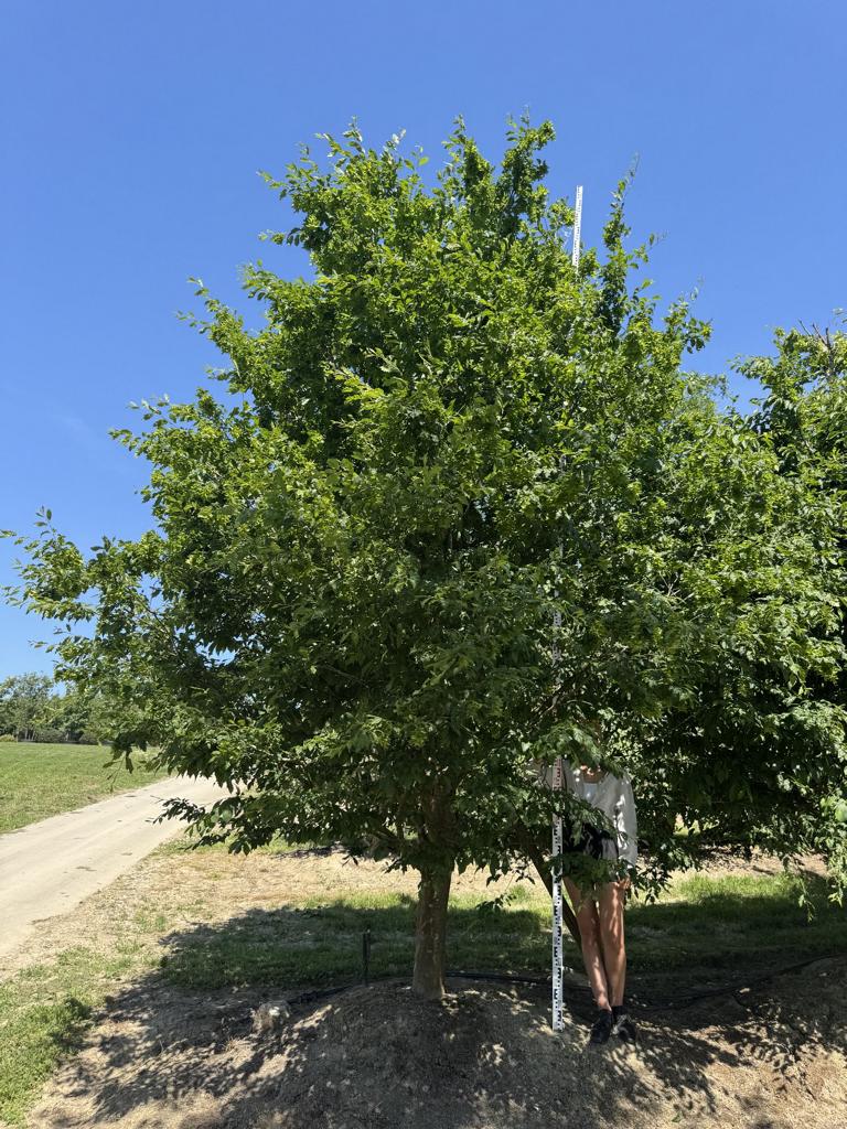 Carpinus betulus 'Quercifolia'