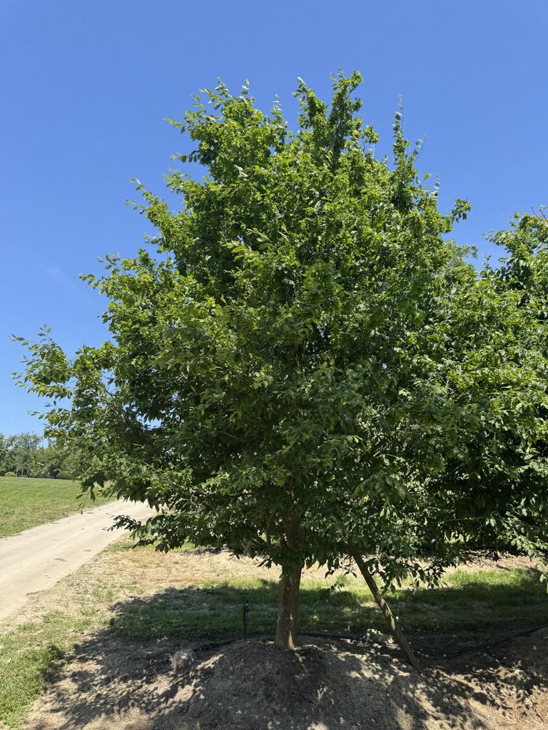 Carpinus betulus 'Quercifolia'