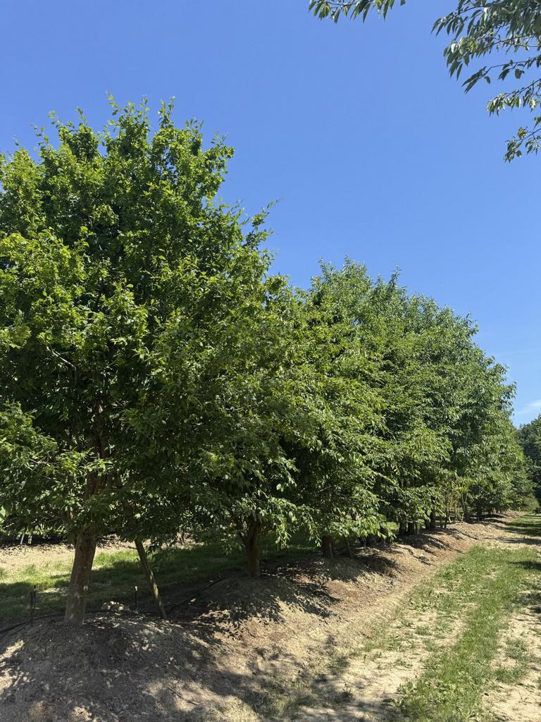 Carpinus betulus 'Quercifolia'