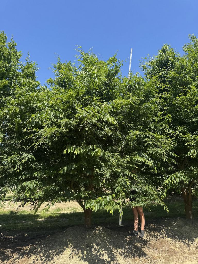 Carpinus betulus 'Quercifolia'