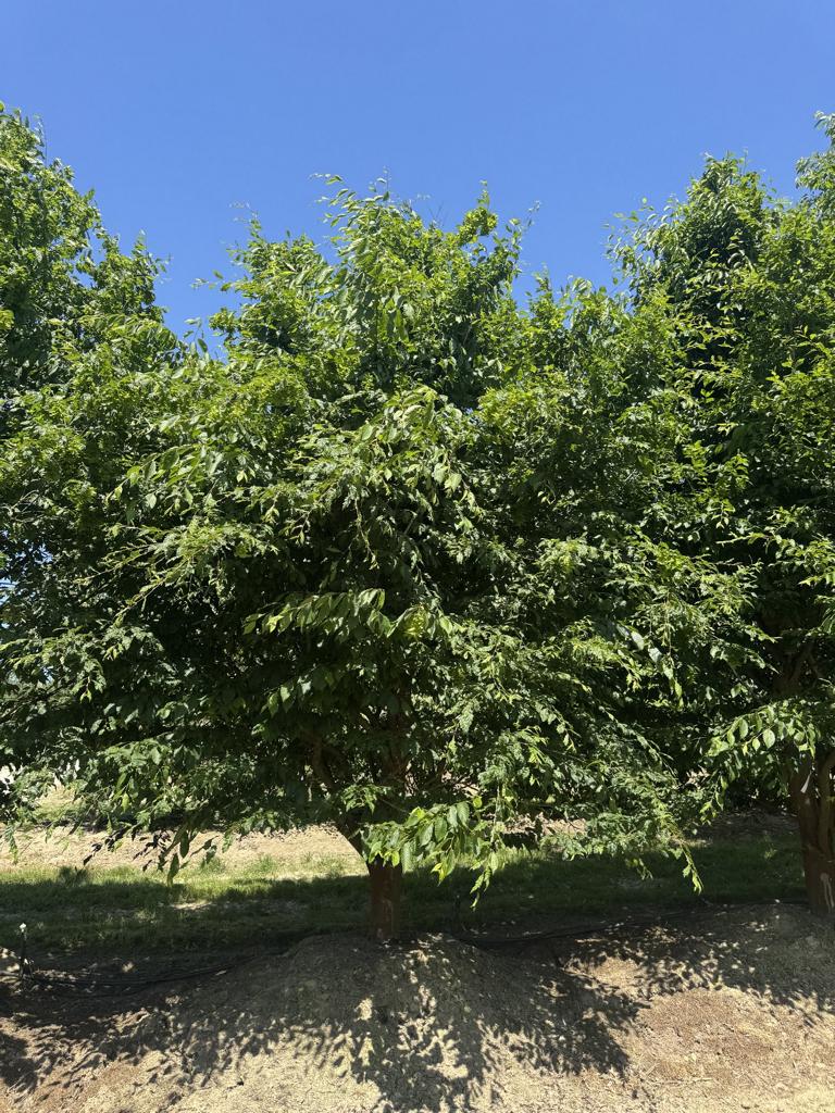 Carpinus betulus 'Quercifolia'