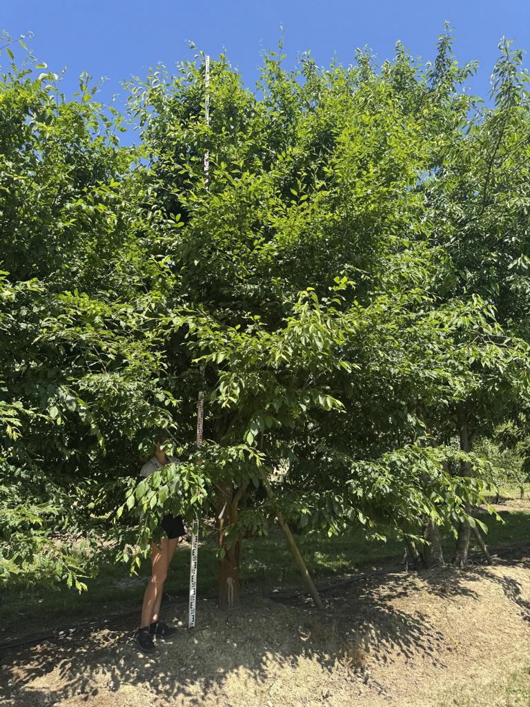 Carpinus betulus 'Quercifolia'