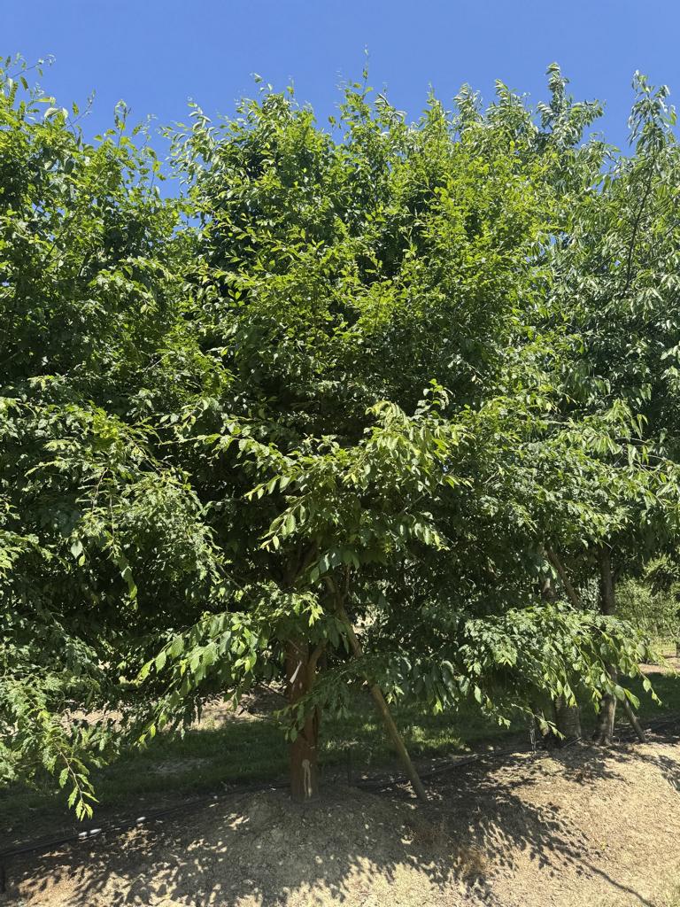 Carpinus betulus 'Quercifolia'