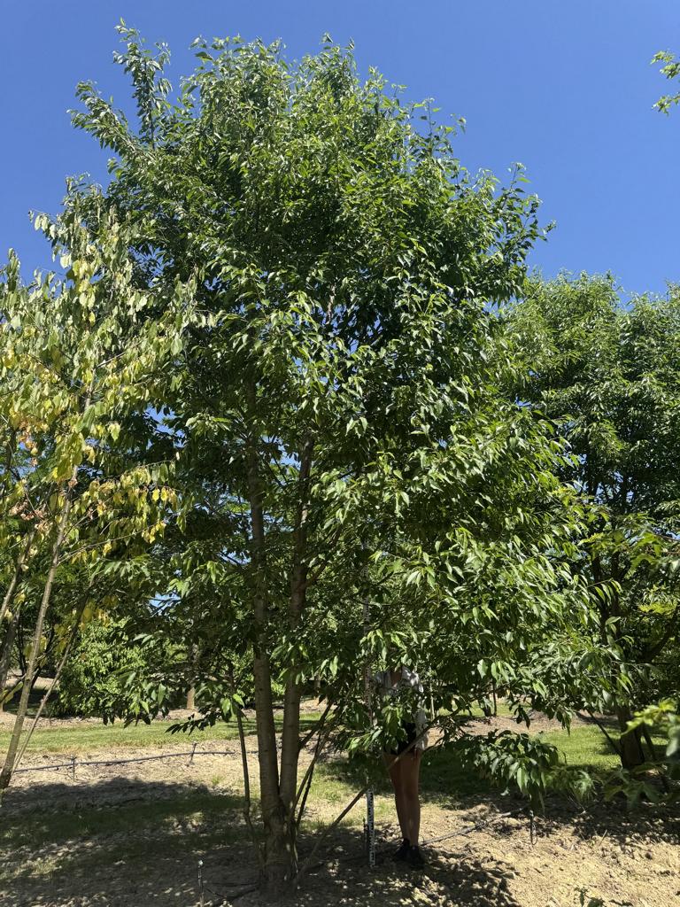 Prunus avium 'Plena'