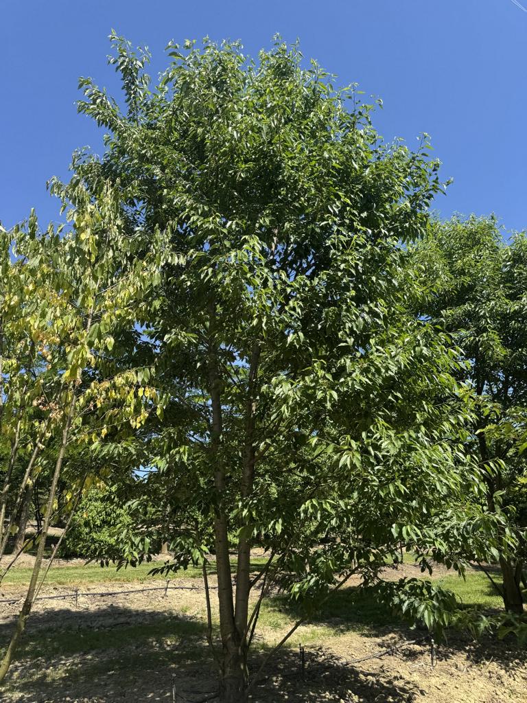 Prunus avium 'Plena'