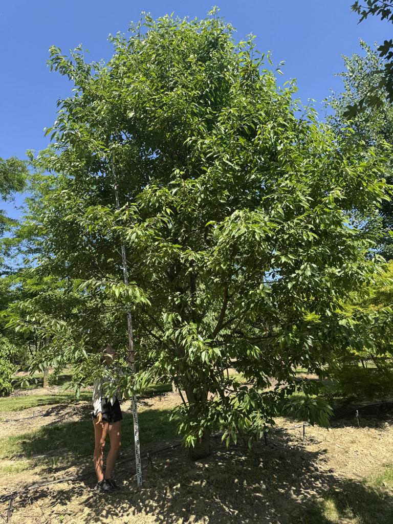 Prunus avium 'Plena'