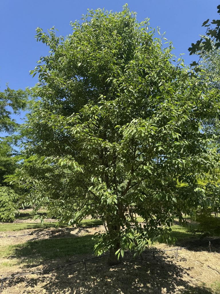 Prunus avium 'Plena'