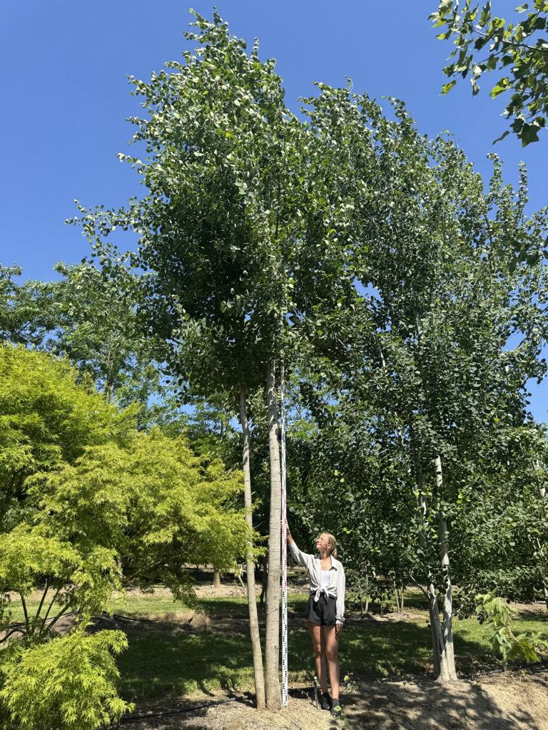 Populus tremula
