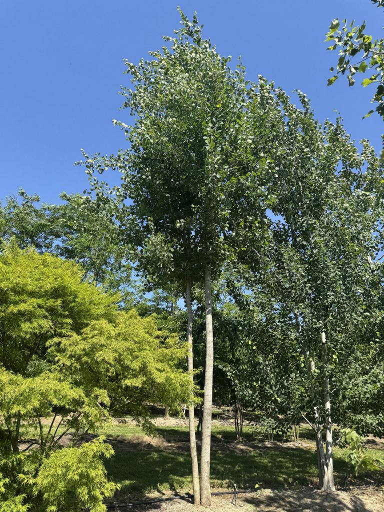 Populus tremula