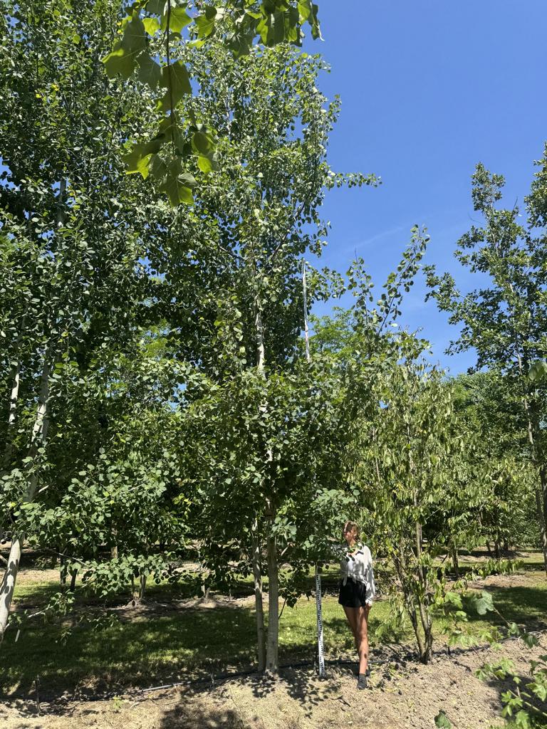 Populus tremula