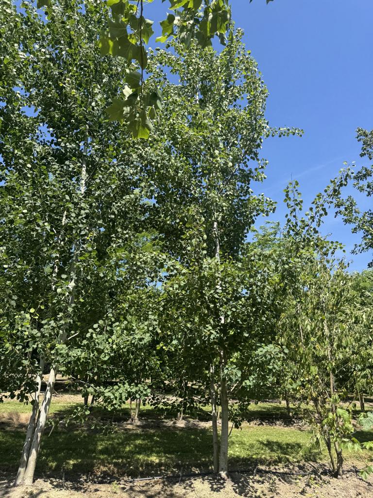 Populus tremula