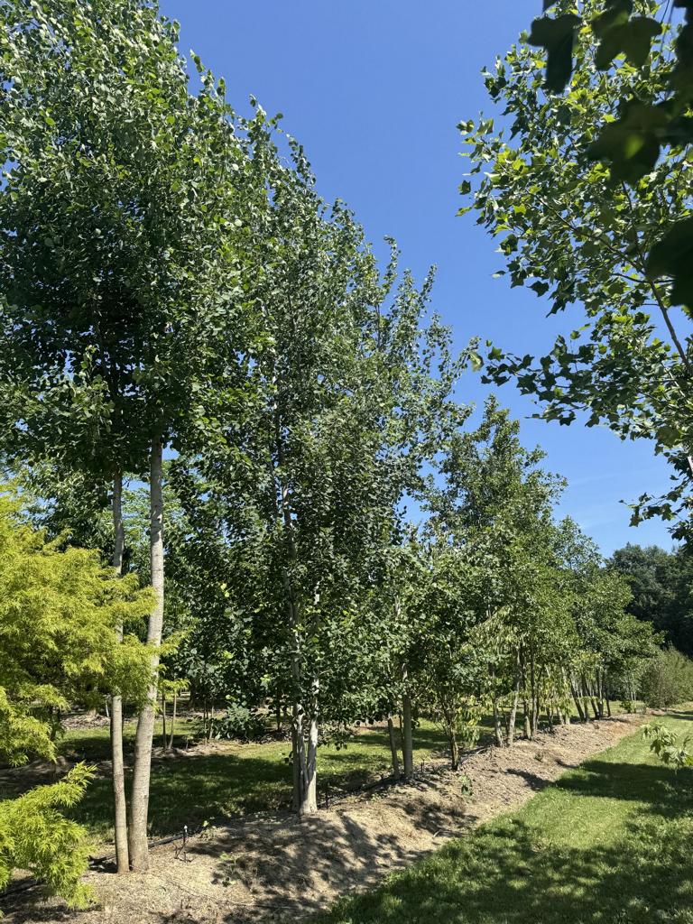 Populus tremula