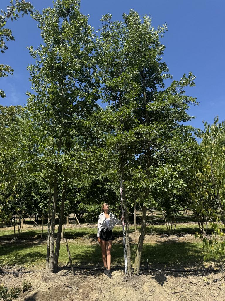 Alnus glutinosa