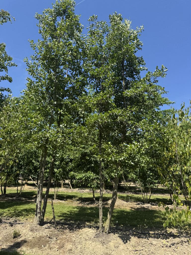 Alnus glutinosa
