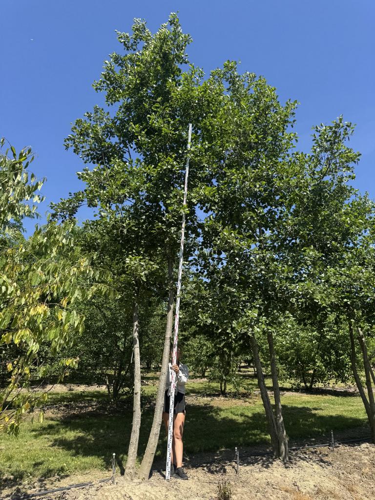 Alnus glutinosa