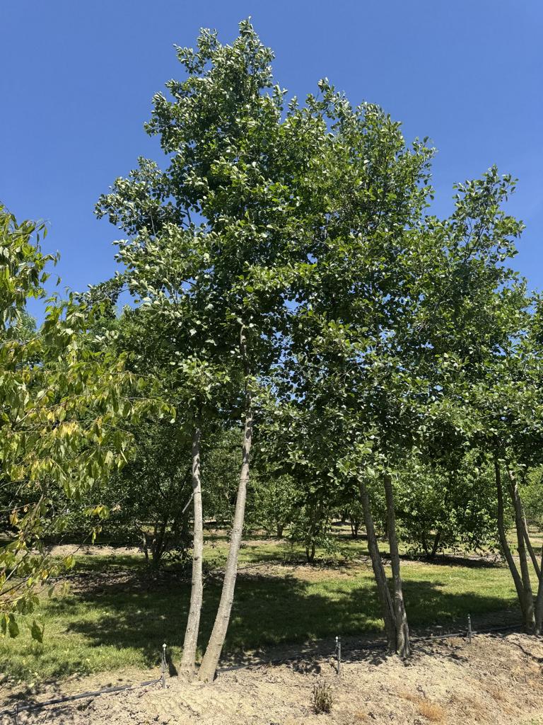 Alnus glutinosa