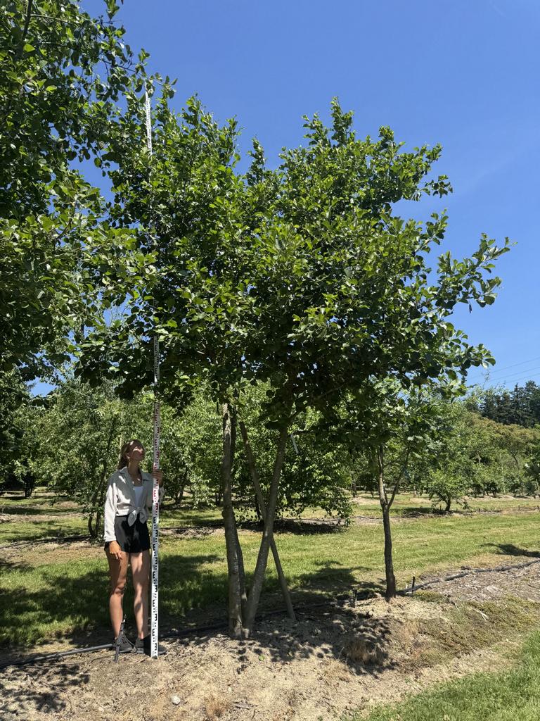Alnus glutinosa