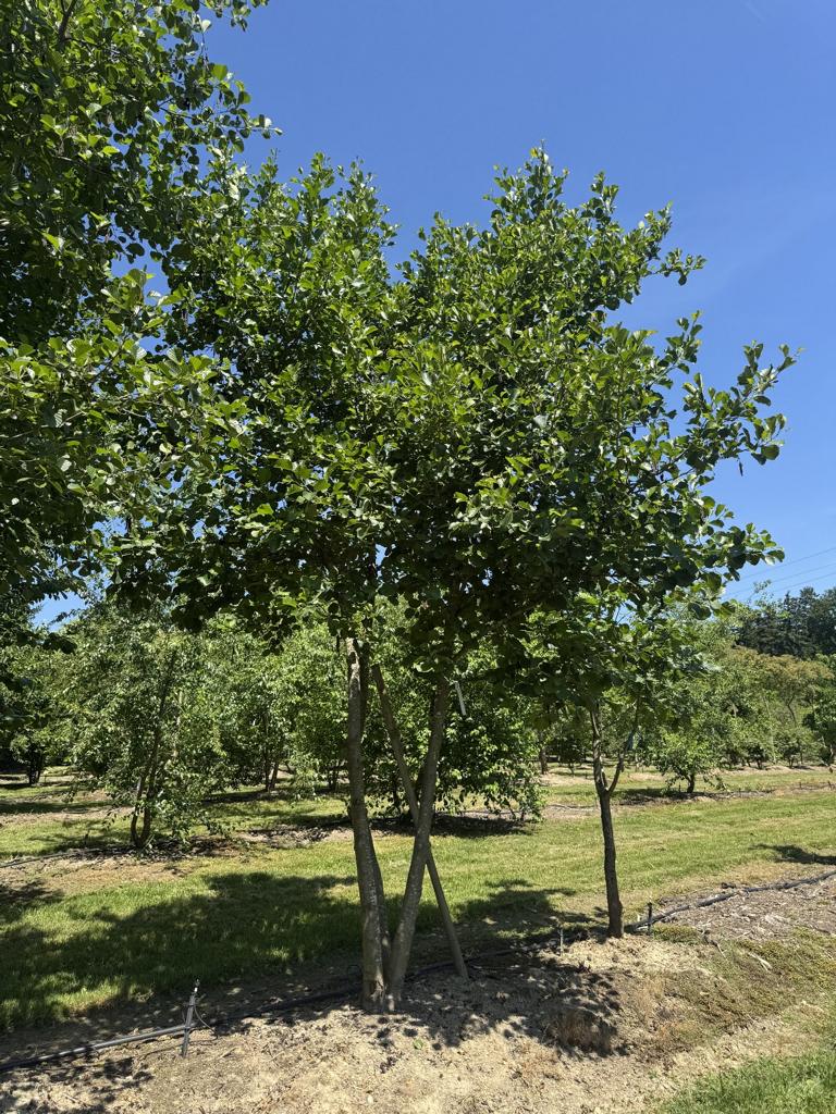 Alnus glutinosa