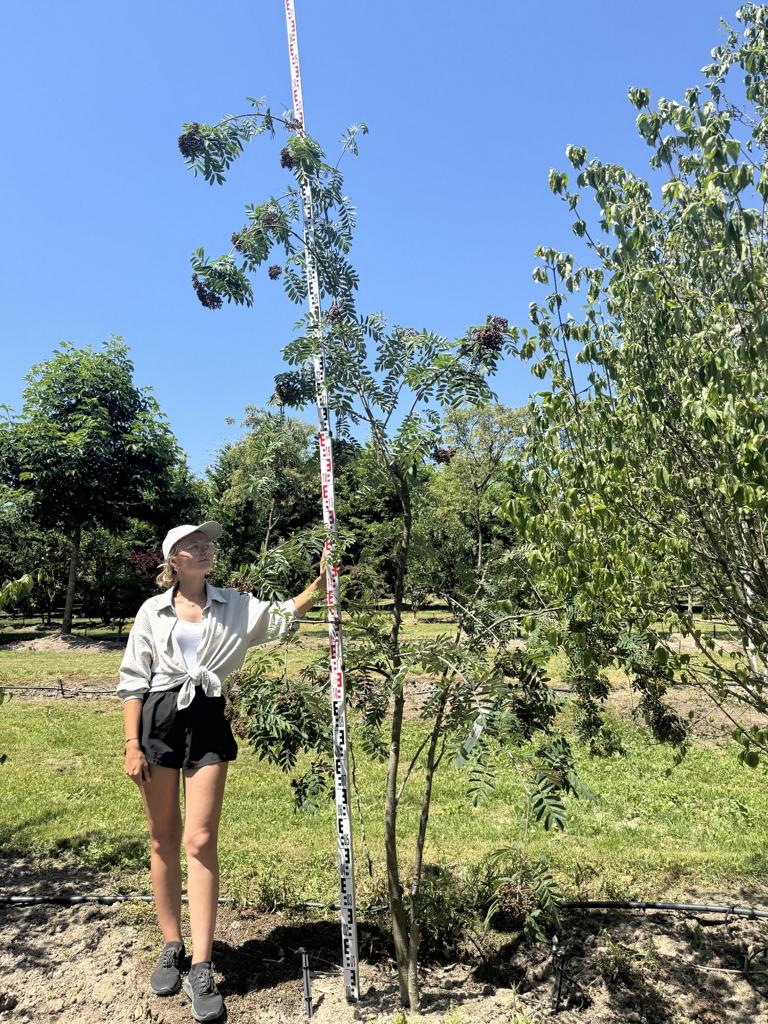 Sorbus aucuparia