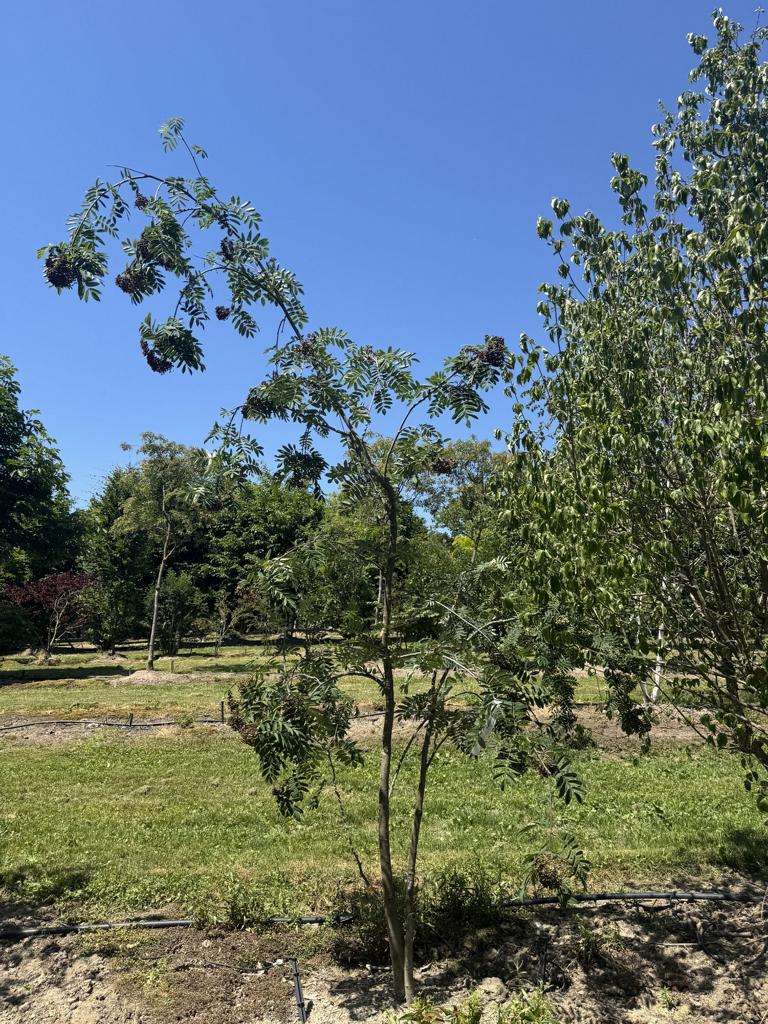 Sorbus aucuparia