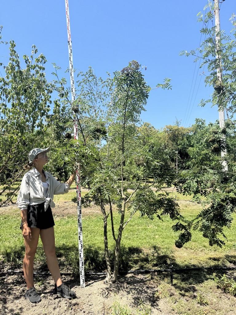 Sorbus aucuparia
