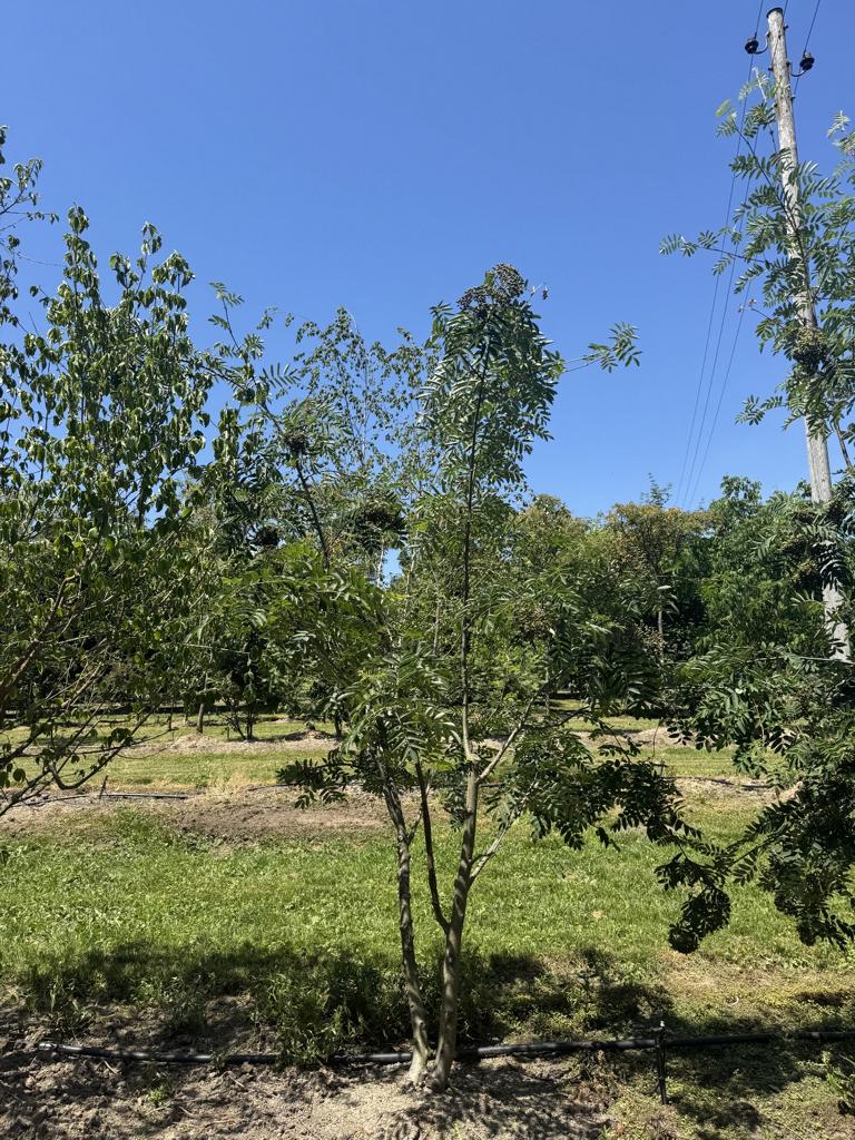 Sorbus aucuparia