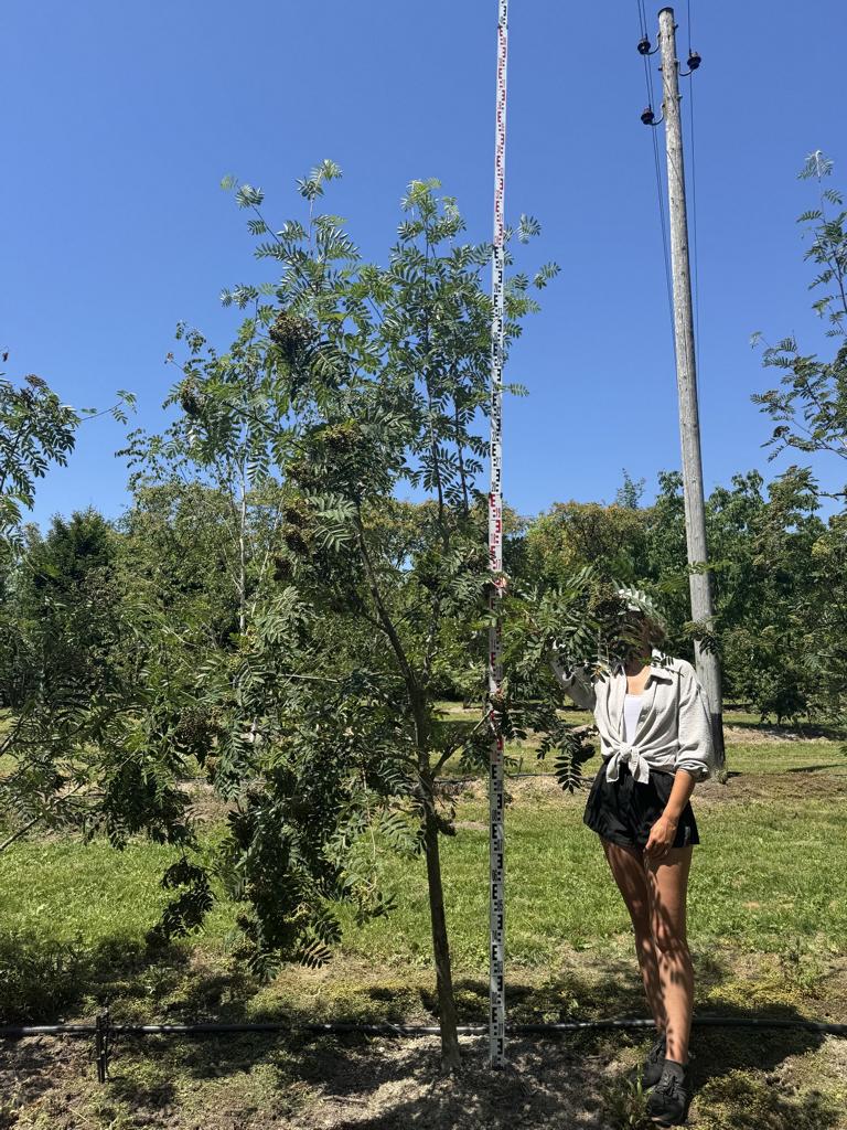 Sorbus aucuparia