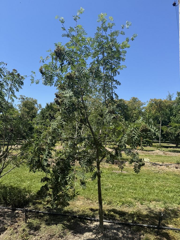 Sorbus aucuparia