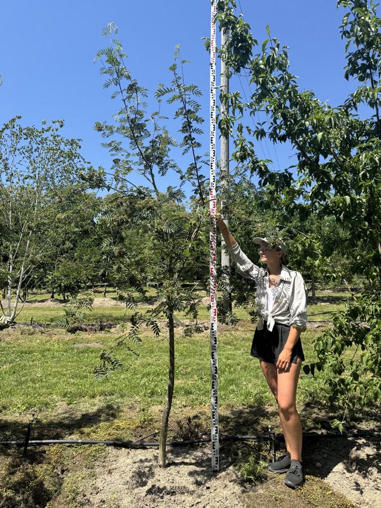 Sorbus aucuparia