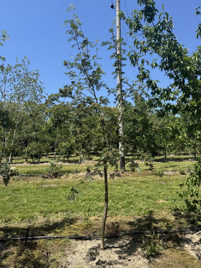 Sorbus aucuparia