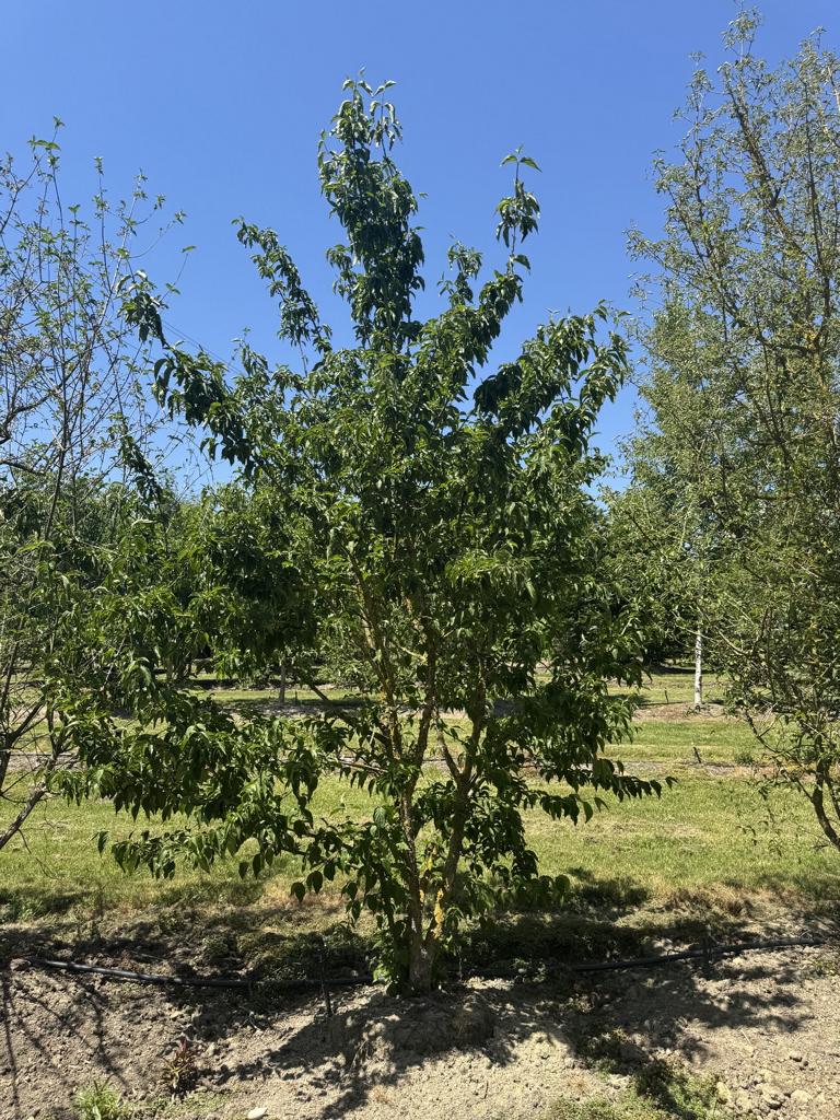 Cornus mas