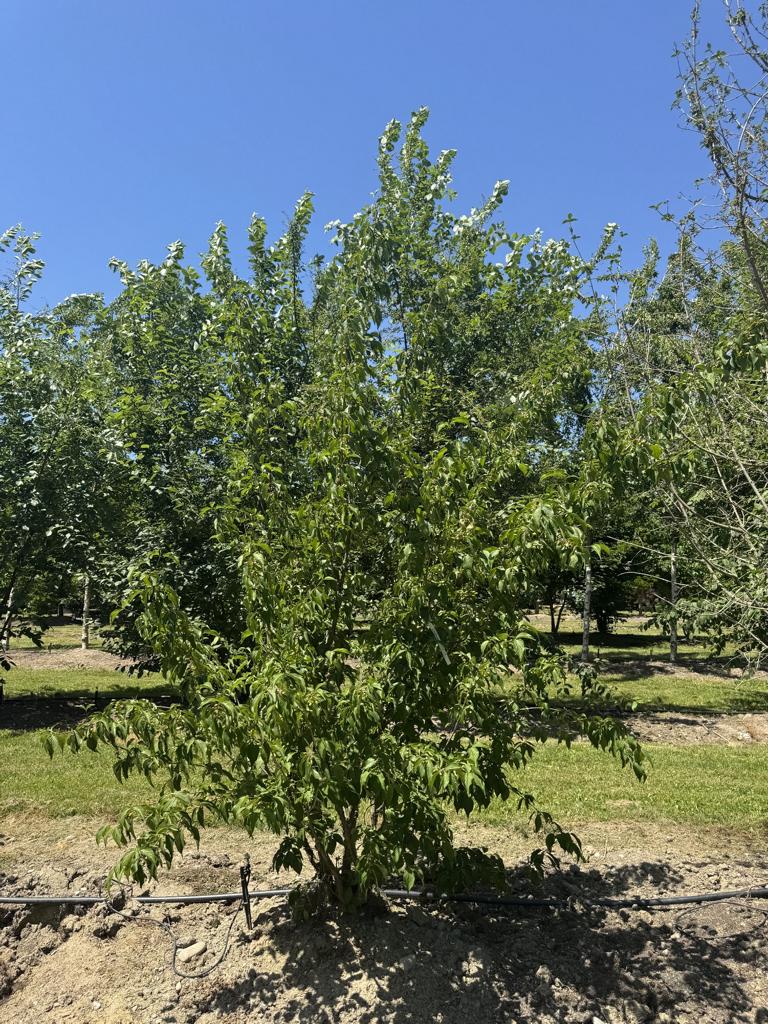 Cornus mas