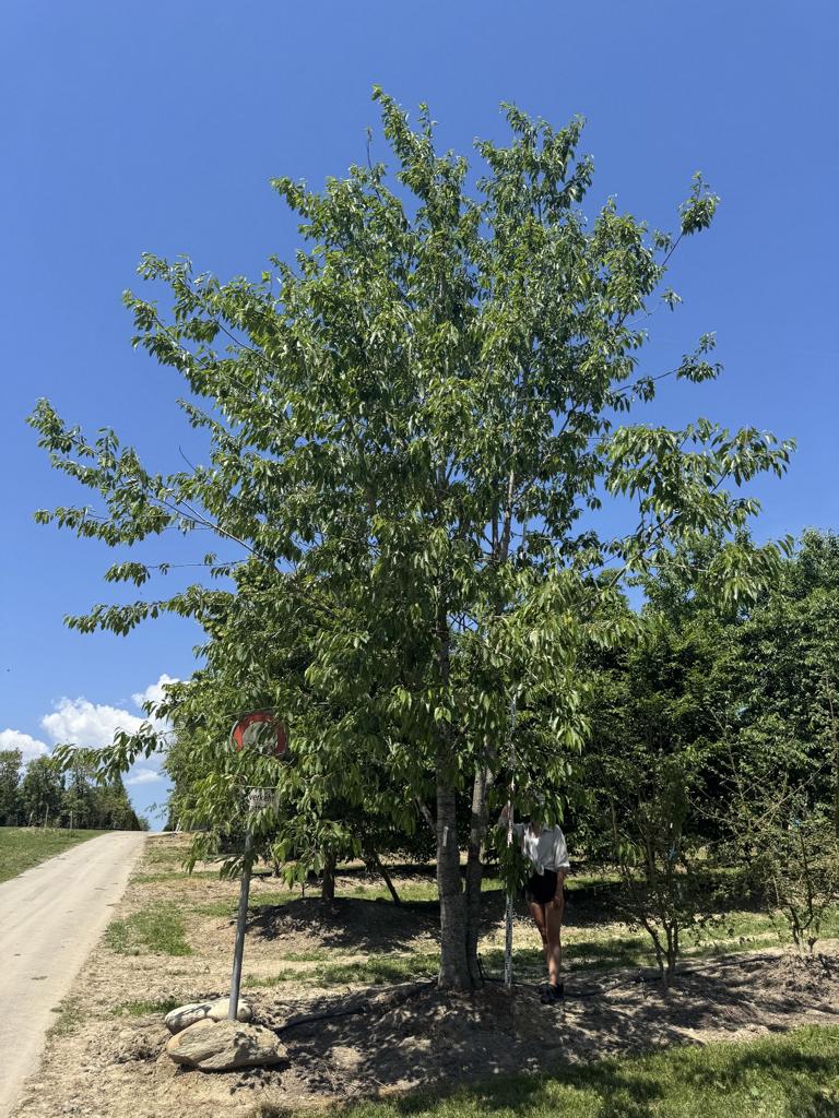 Prunus avium 'Plena'
