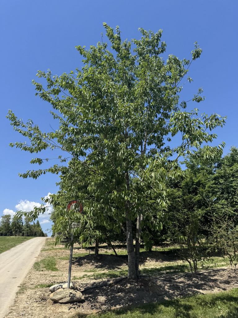 Prunus avium 'Plena'