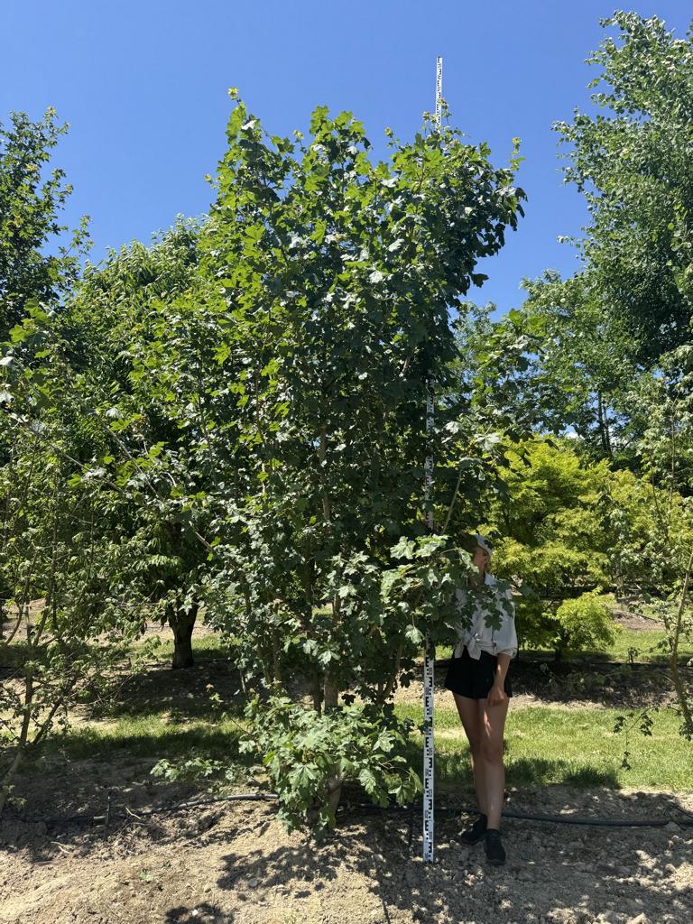Acer campestre