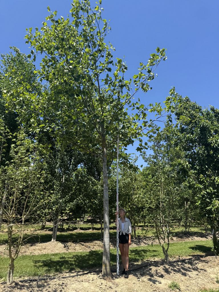 Liriodendron tulipifera