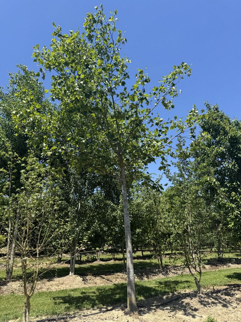 Liriodendron tulipifera