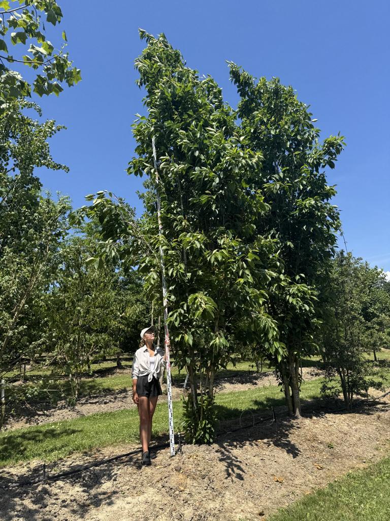 Prunus serrulata 'Amanogawa'