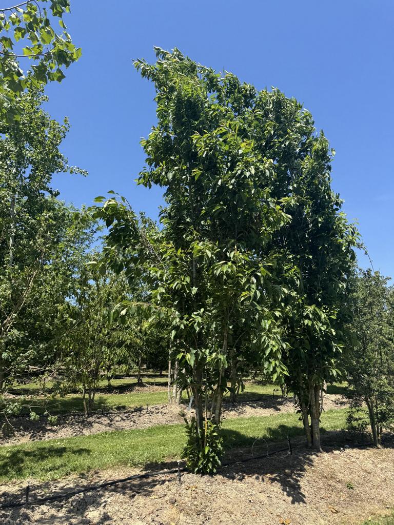 Prunus serrulata 'Amanogawa'