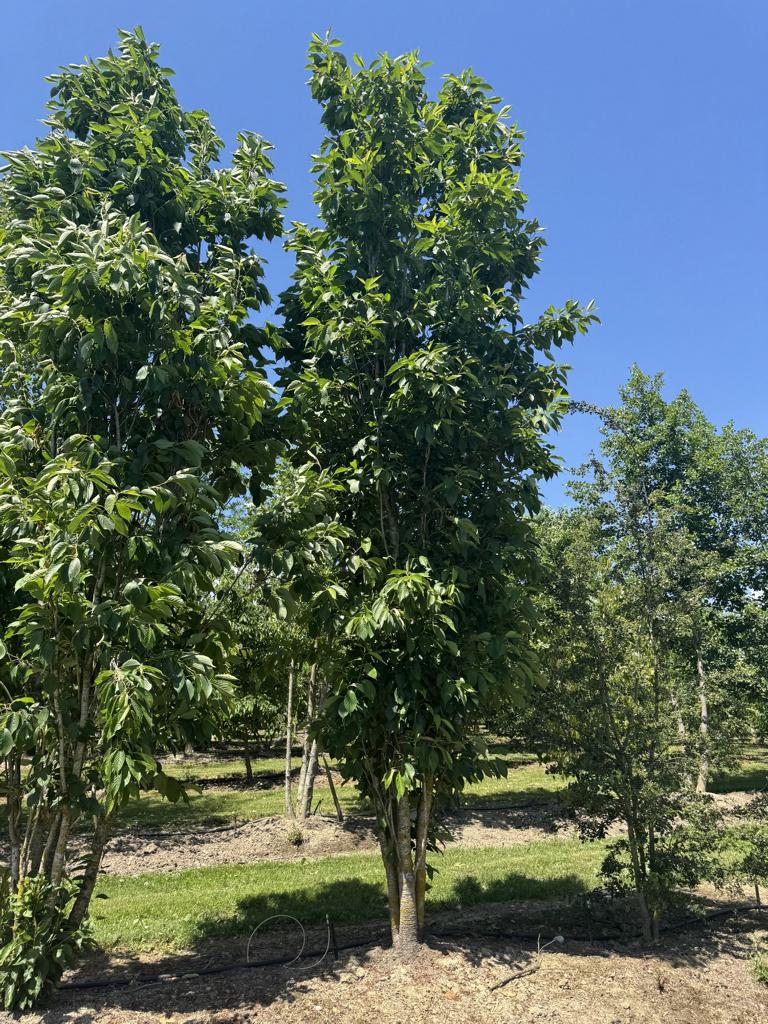 Prunus serrulata 'Amanogawa'