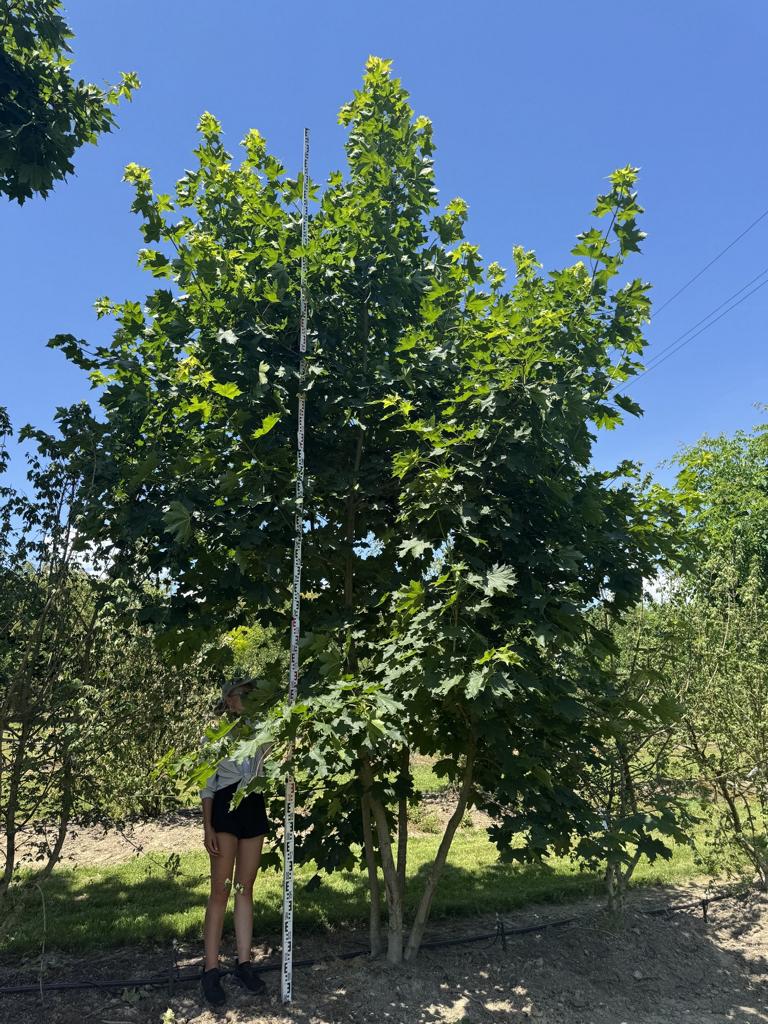 Acer platanoides