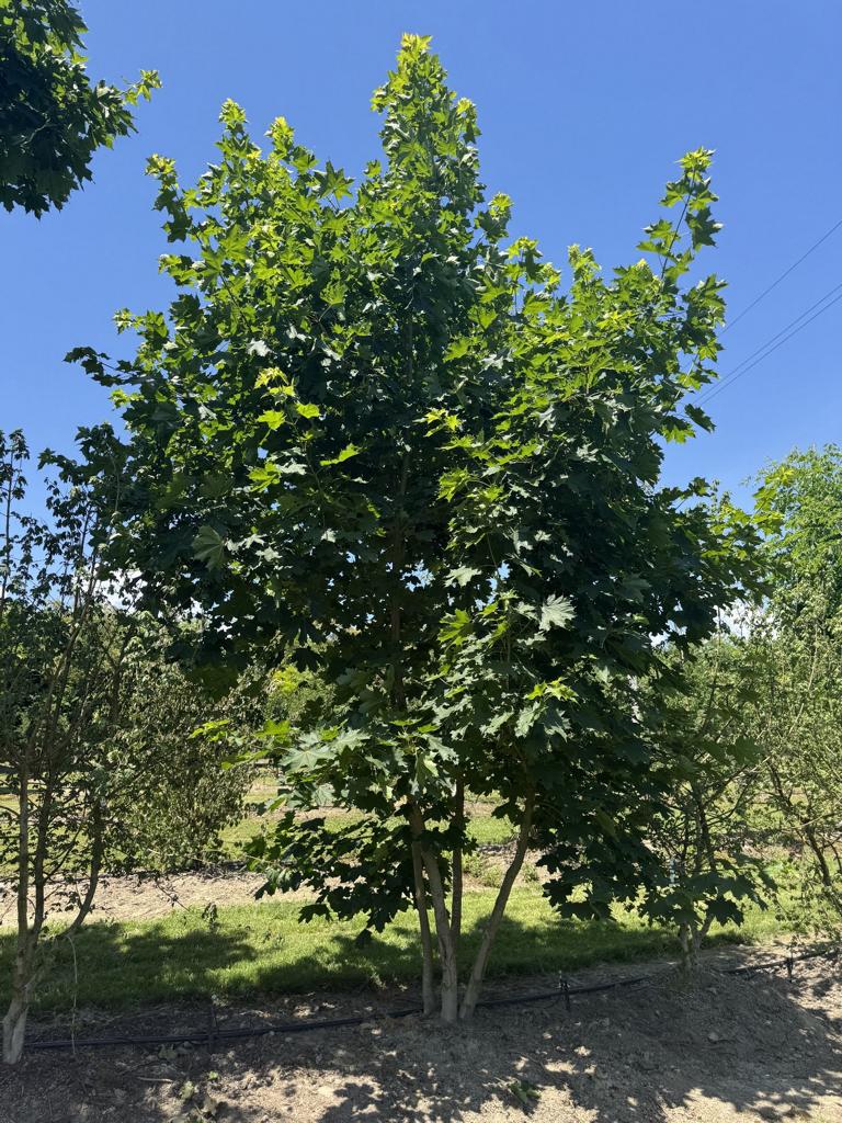 Acer platanoides