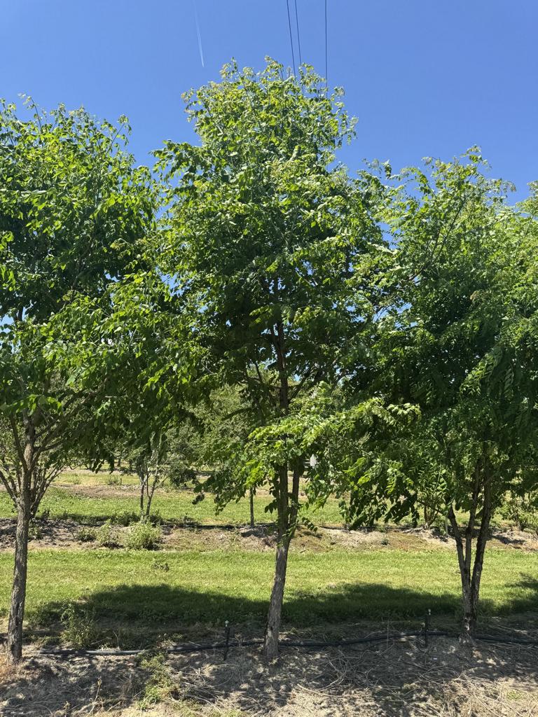 Gymnocladus dioica
