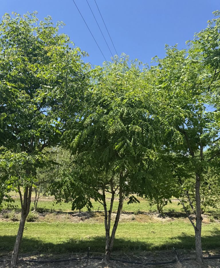 Gymnocladus dioica
