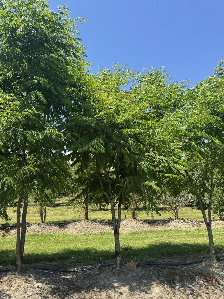 Gymnocladus dioica
